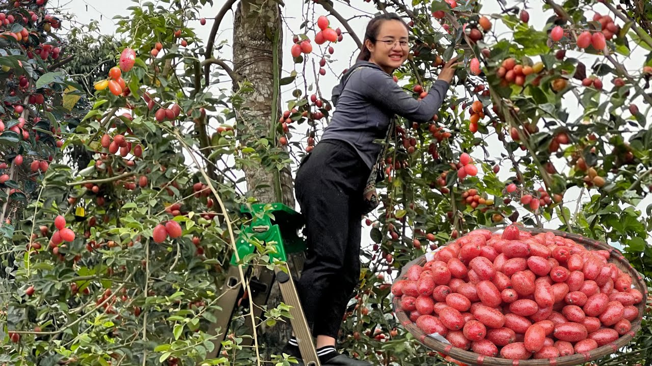 FULL VIDEO: 175 Days going to the market to sell duck eggs, plums, grapefruit, and take care of pets