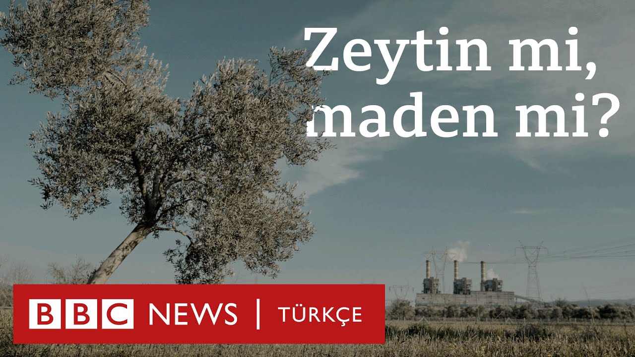 Zeytin ağacı mı, maden mi?