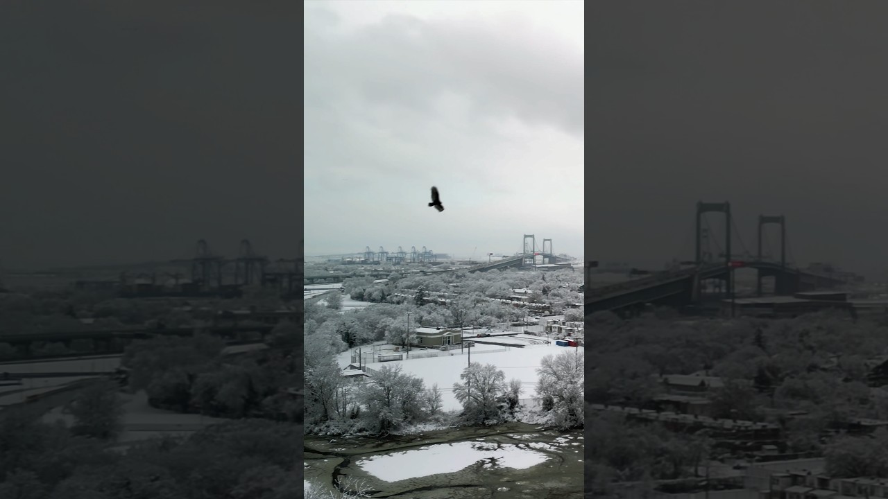 Scavenger bird hunting for food | Bird Of Prey • Raptor 