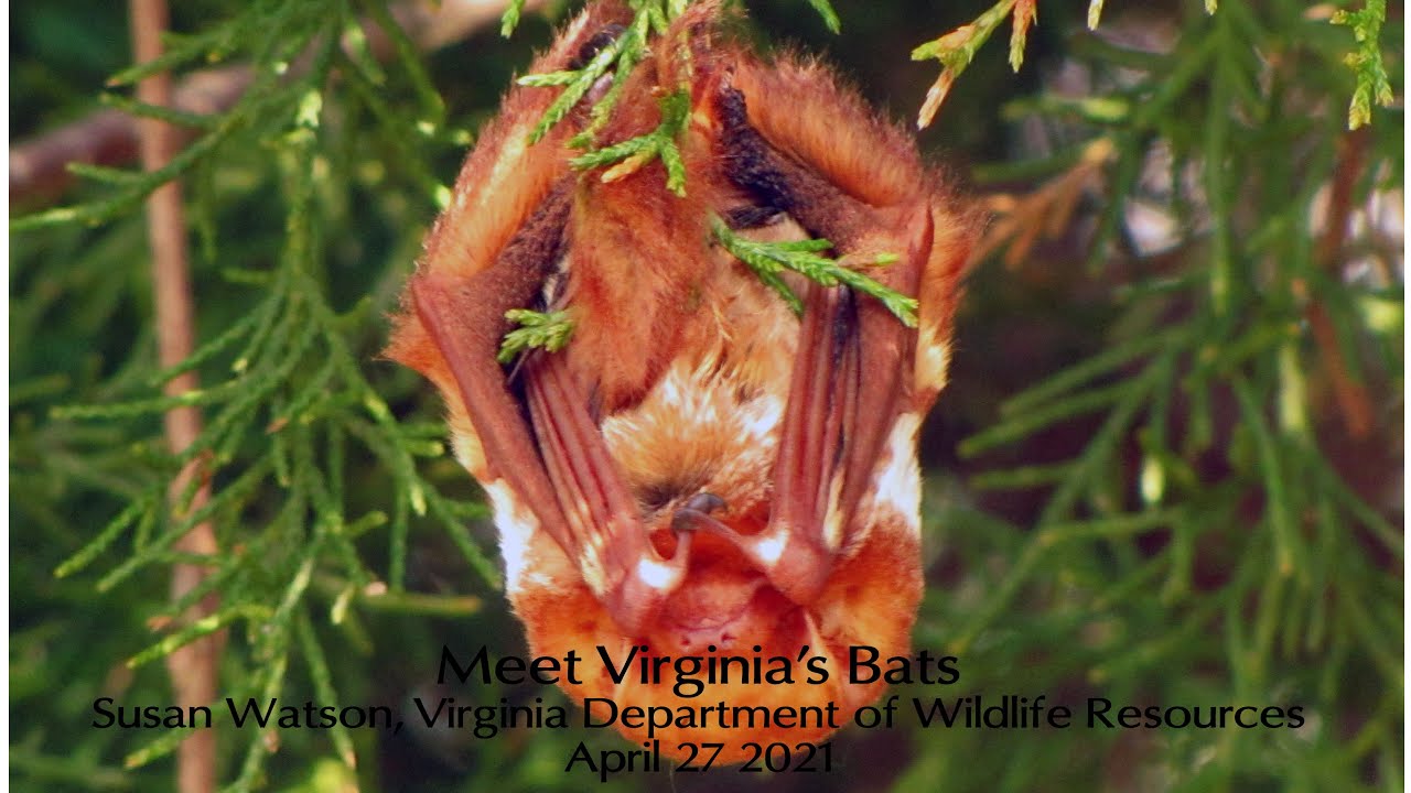 Meet Virginia's Bats