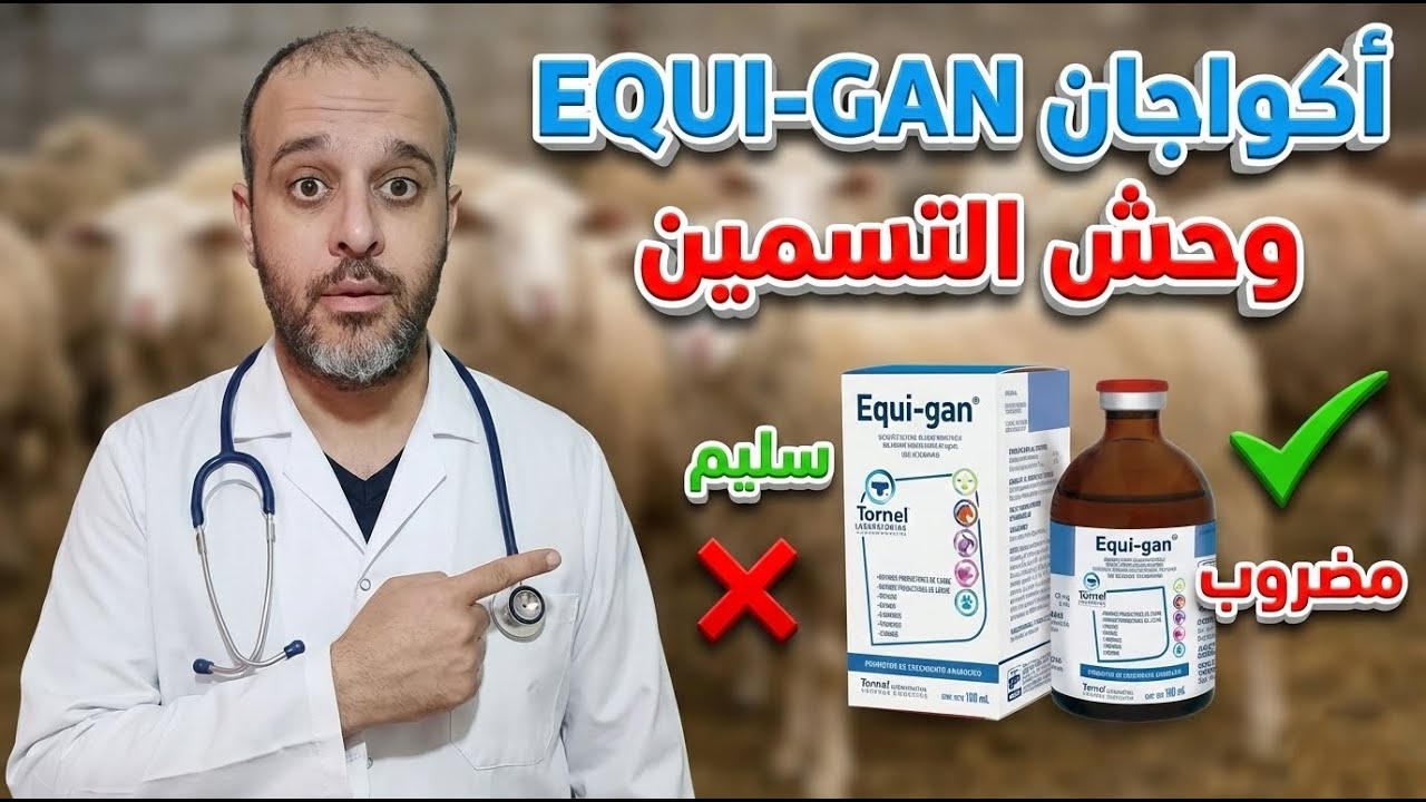 هل الاكواجان له دور حقيقي في تسمين الاغنام والماعز ؟ هل له ضرر على صحه الانسان ؟ ⚠️⚠️