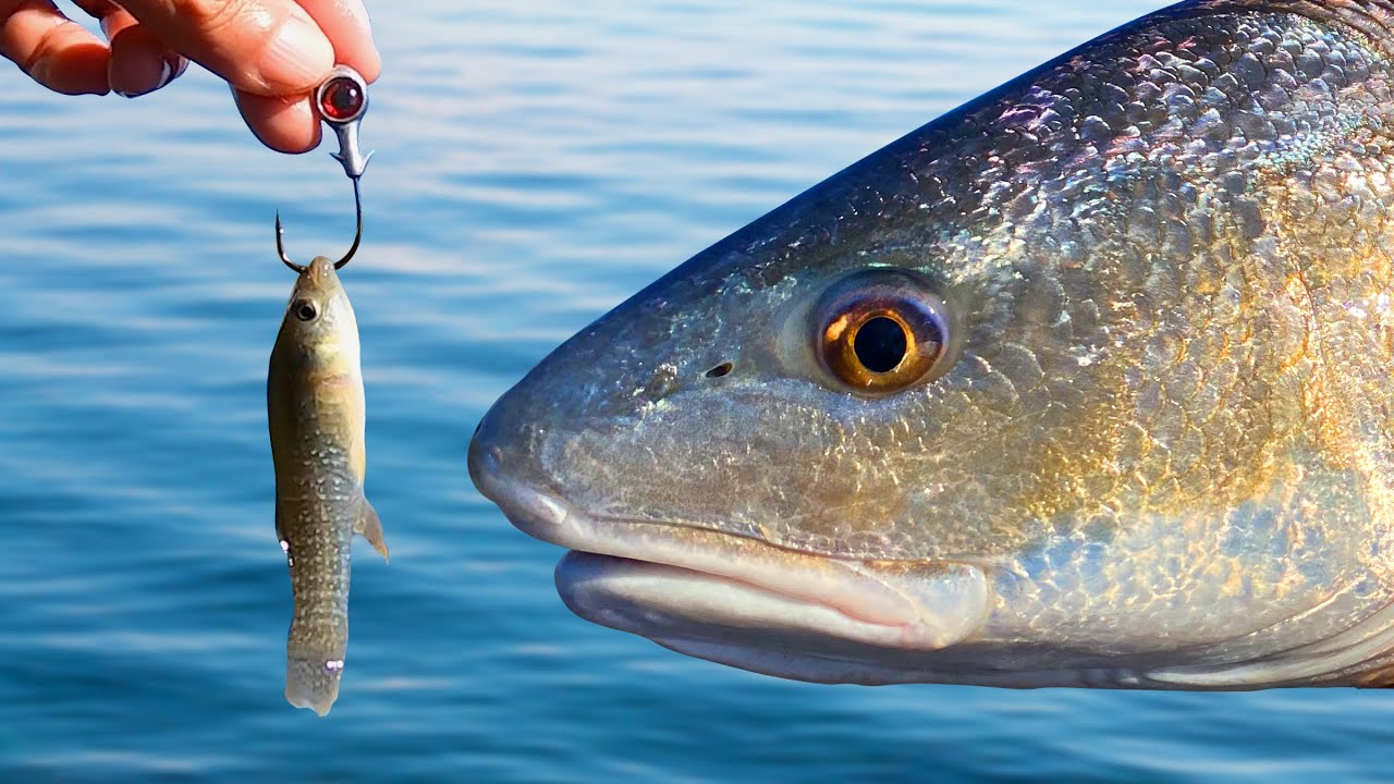 Winter Redfish Cheatcode!! (Slayfest Video + Slam) Jacksonville, FL Kayak Fishing