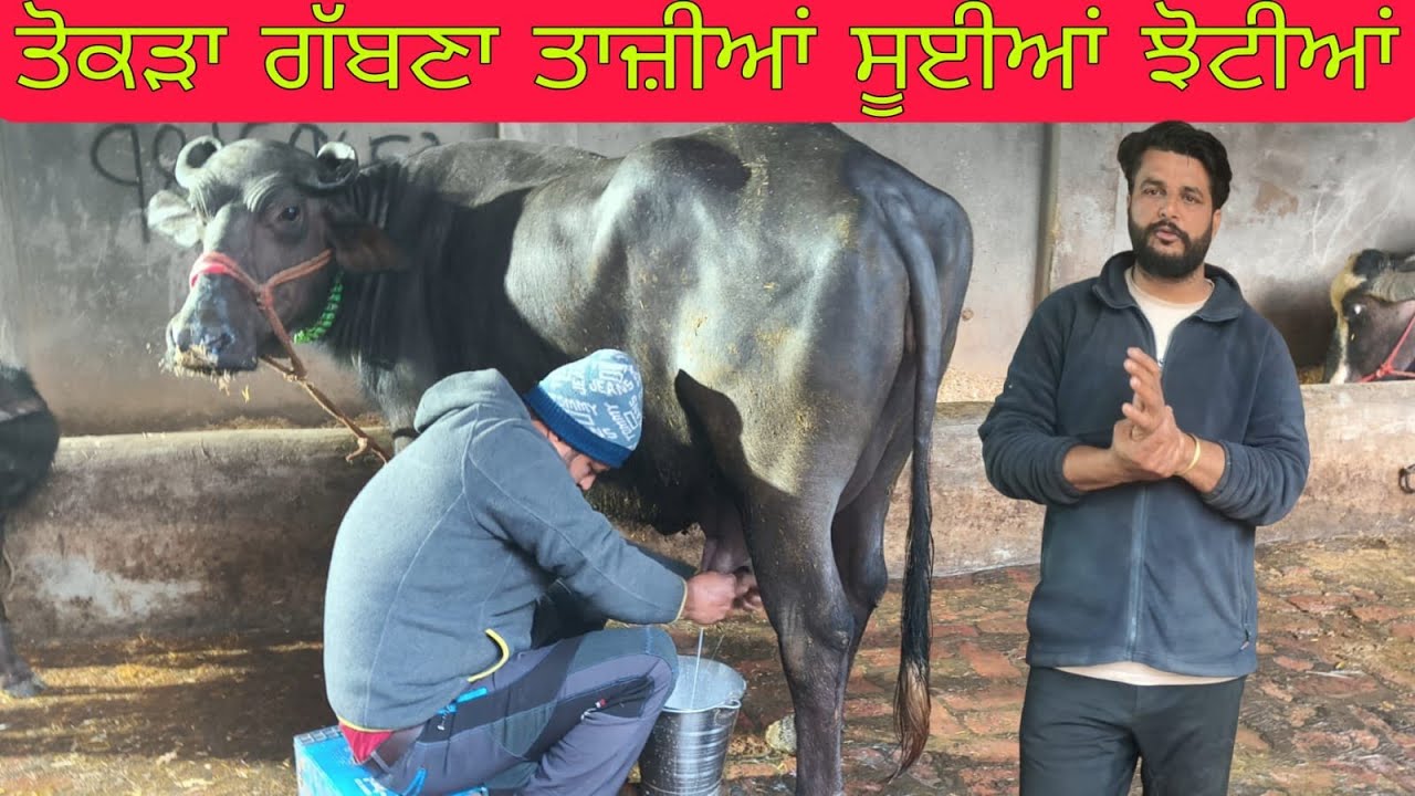 ਫ਼ੋਨ 98159-65751 ਤਾਜ਼ੀਆਂ ਸੂਈਆਂ ਹਰਿਆਣੇ ਦੀਆਂ ਝੋਟੀਆਂ ਸੋਨੂੰ ਵੀਰ ਕੋਲ ਬਿਲਕੁੱਲ ਮੁਫਤ ਲੁੱਟ ਲਓ ਮੇਲਾ#ਚੈਨਲ subsc