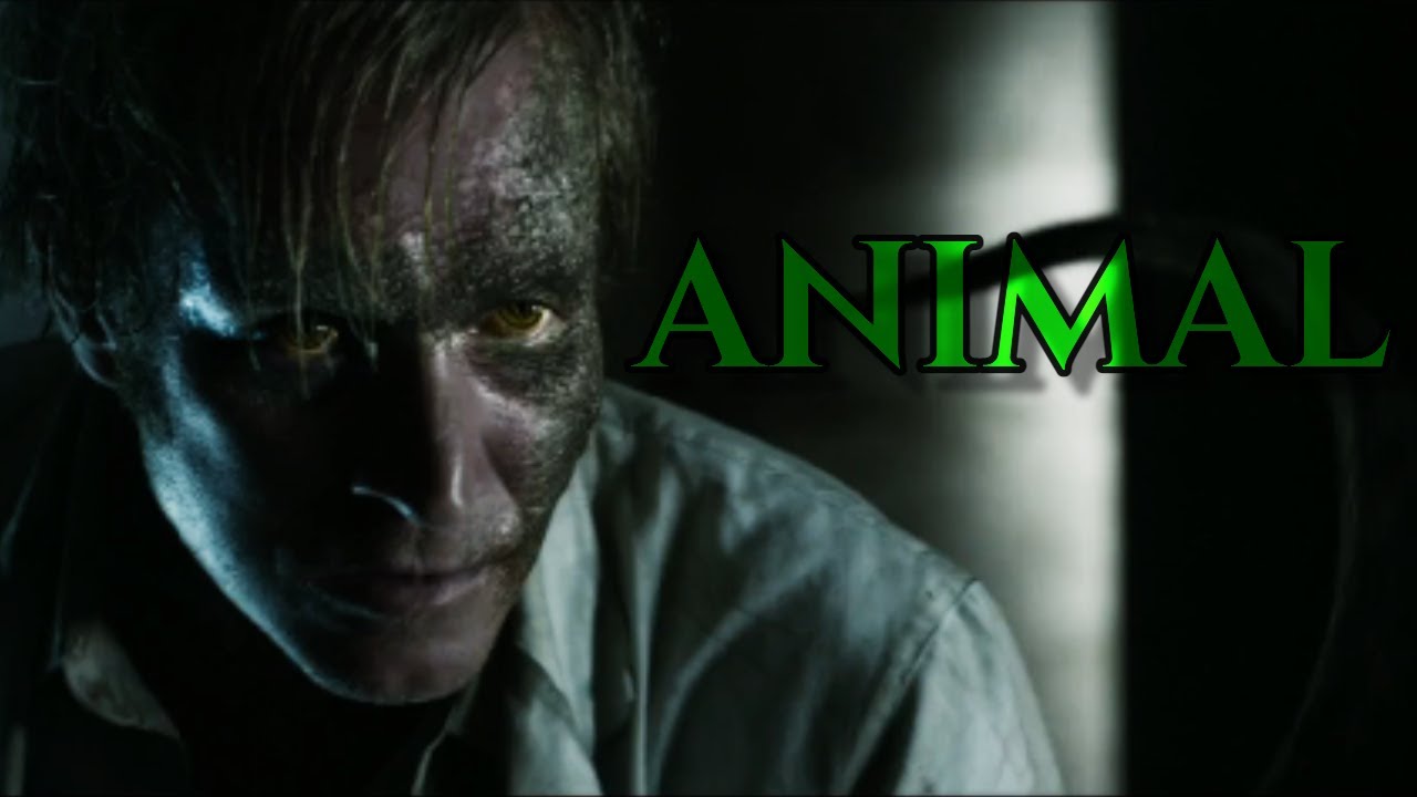 Lizard | Animal