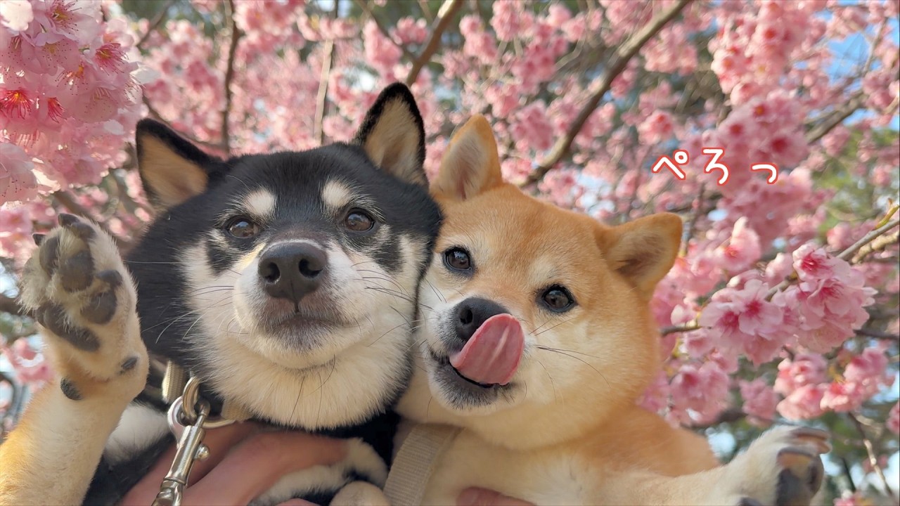 無理やり春を先取りさせられるいっぬwww