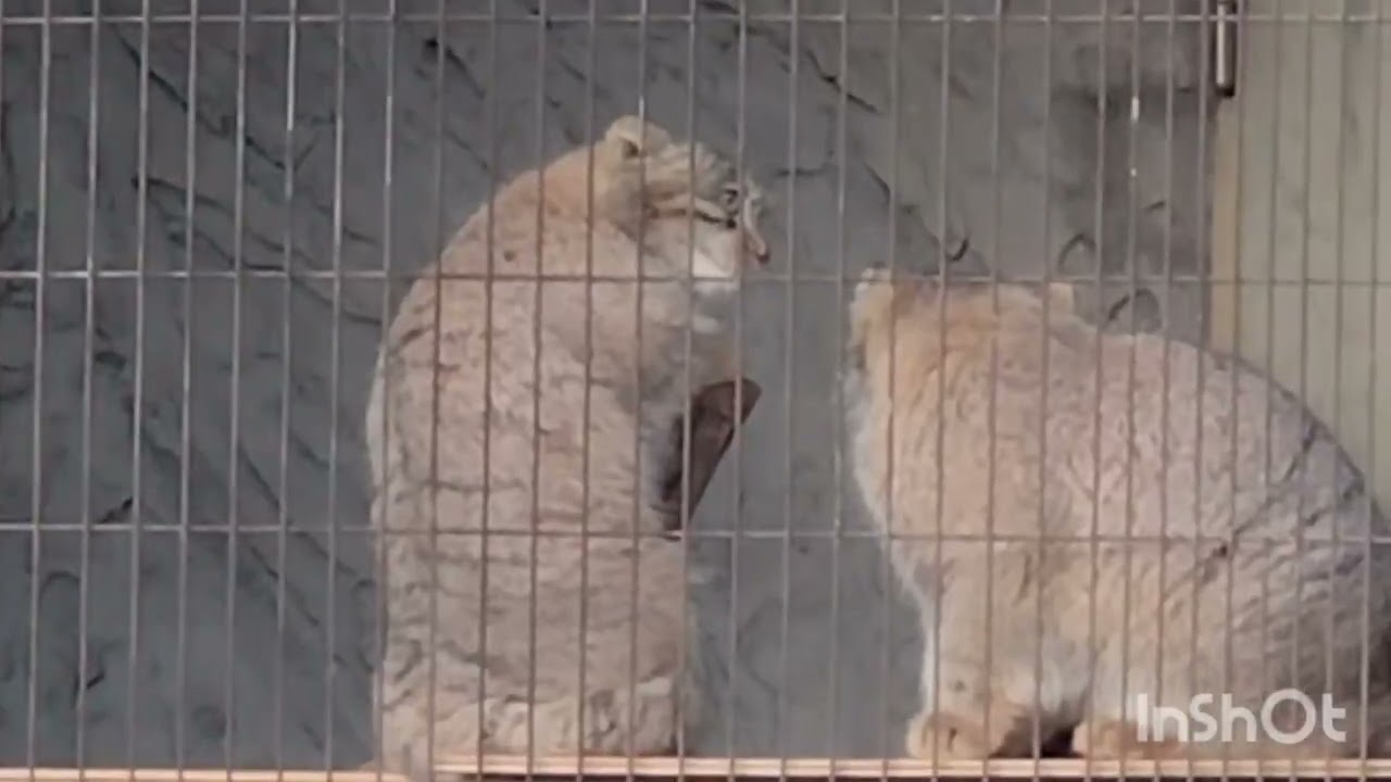 東山動植物園のマヌルネコ兄弟　2026.1.17