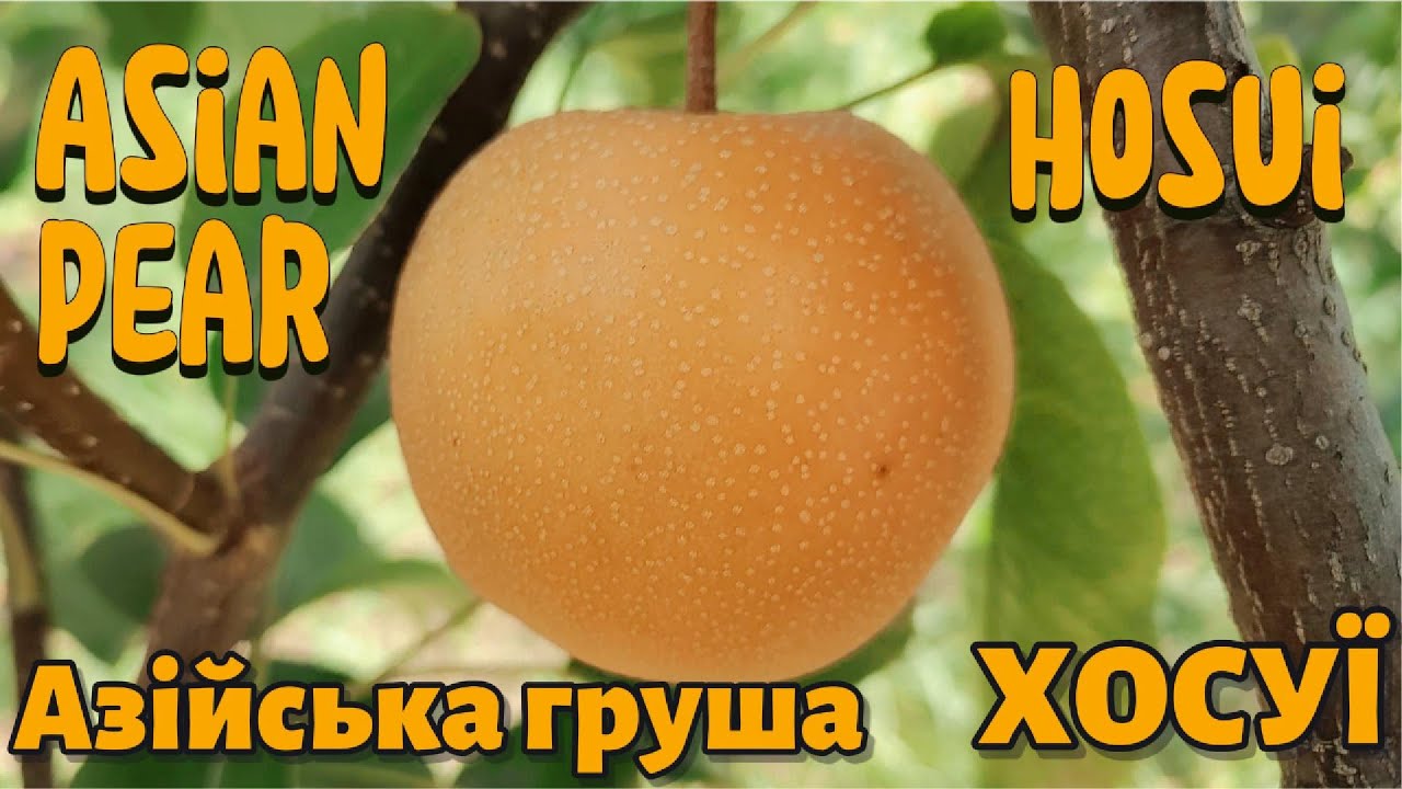 Азиатская груша Хосуи в Украине 2025.