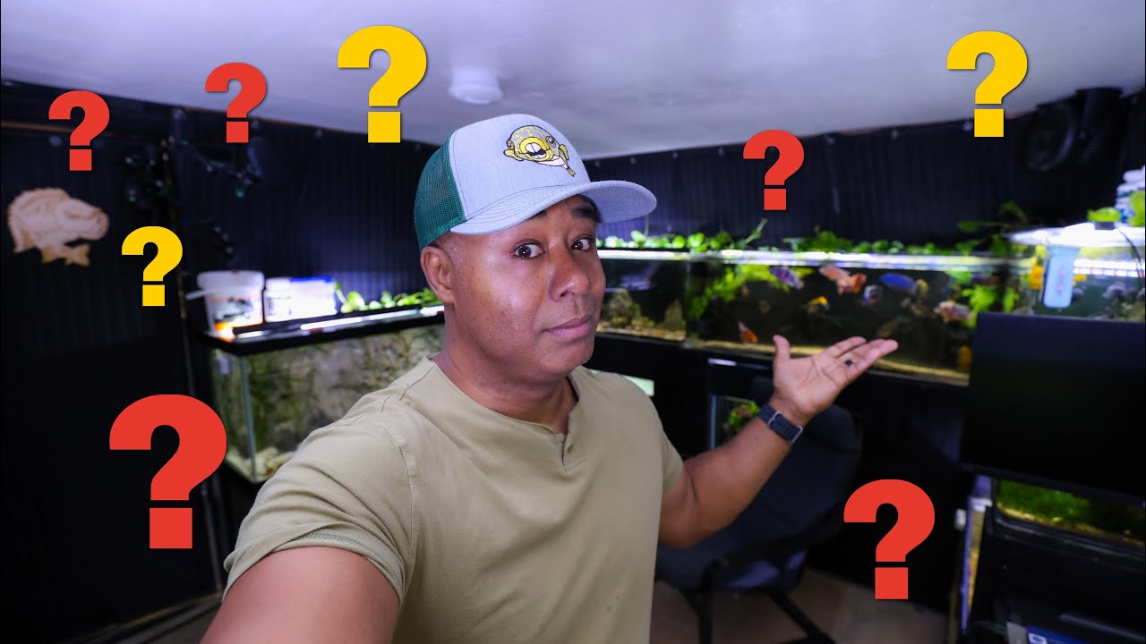 Is it Worth Having a Fish Room? [The Good, Bad & Ugly]