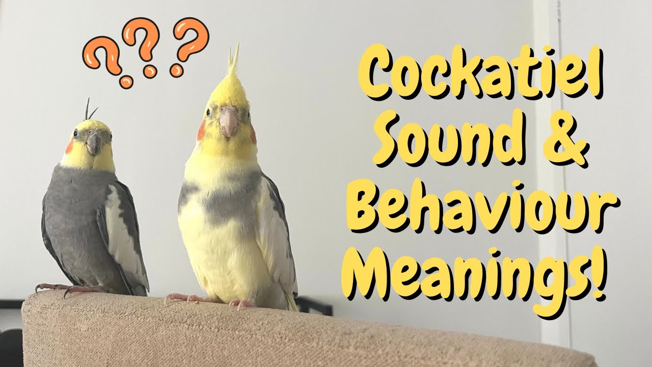 What Cockatiel Sounds & Behaviours Mean! | TheParrotTeacher