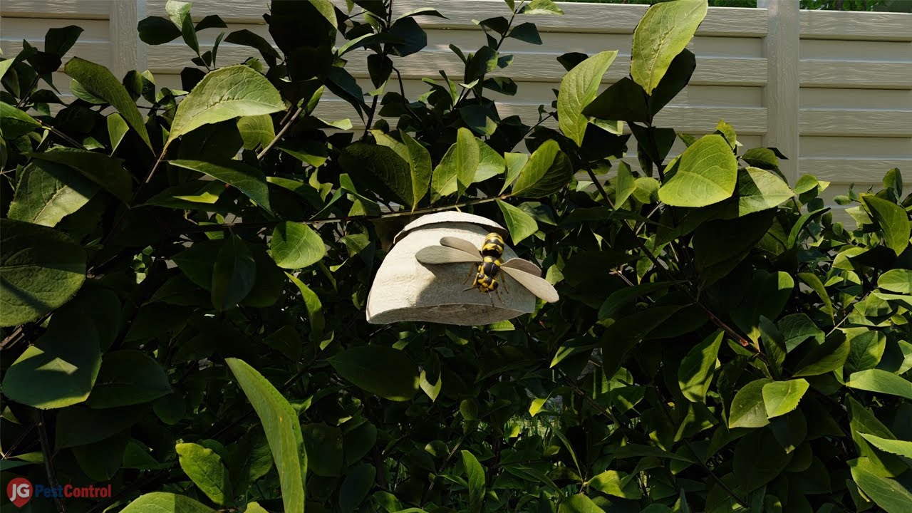 JG Pest Control Wasp and Hornet Treatment