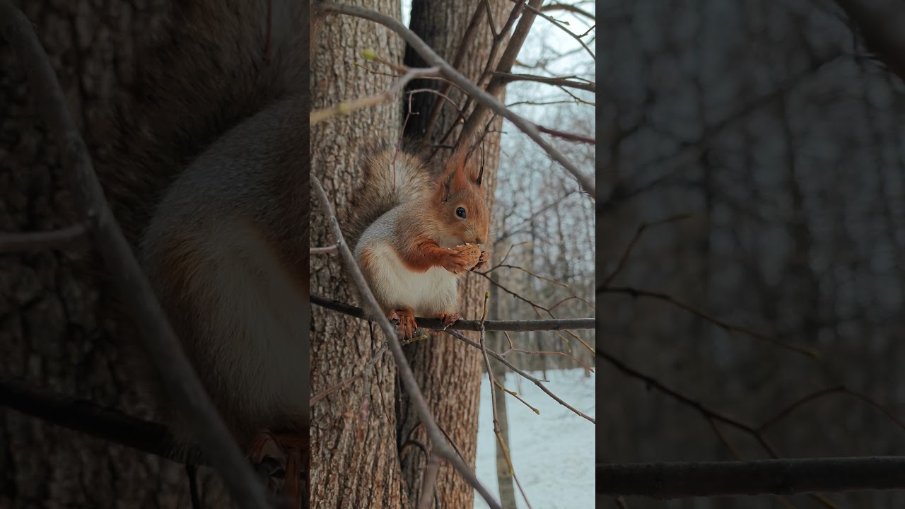 Белка и грецкий орех 🤗 A squirrel and a walnut