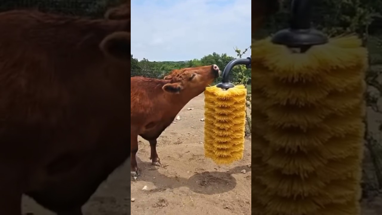 Itchy baby cow 🐮 #shorts #cow #brush #alveus #alveussanctuary #twitch #streamer