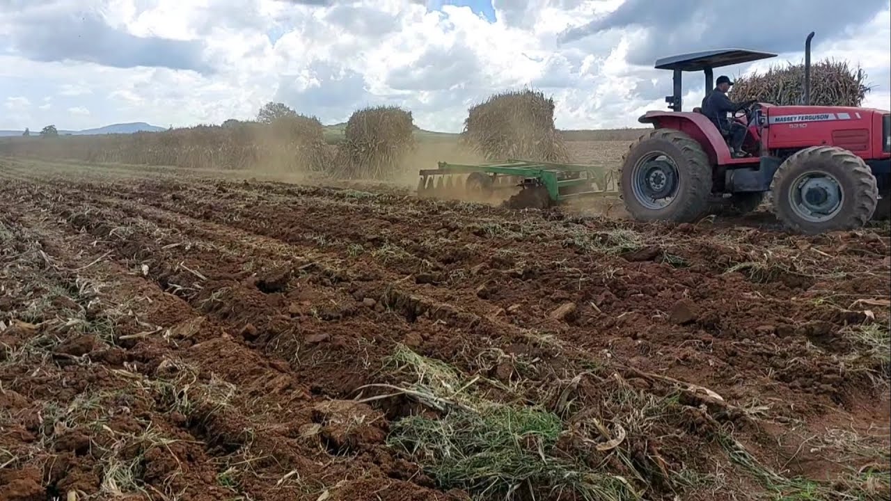 Siembra de Garbanzo Blanco y Garbanzo Puerquero🌱🌾. Siembra Manual...🤠🚜