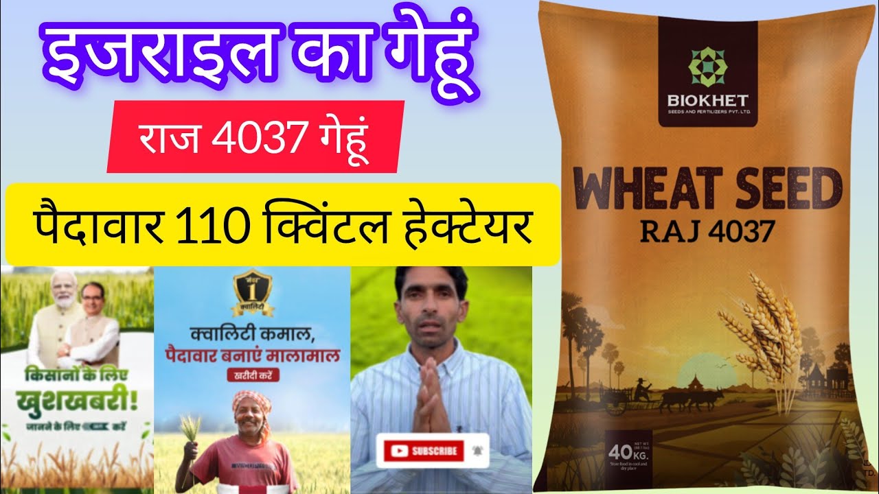 🚜 1 बीघा में कितना देगा राज 4037 गेहूं? पूरी जानकारी देखें!💪 राज 4037 गेहू खेती का सही तरीका #4037 
