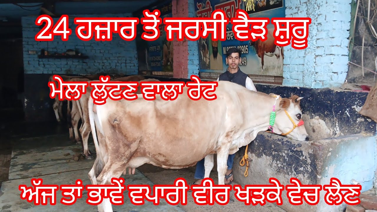  24 ਹਜ਼ਾਰ ਵਿੱਚ ਵੱਡੀ ਜਰਸੀ ਵੈੜ ਮੇਲਾ ਲੁੱਟਣ ਵਾਲਾ ਰੇਟ ਵੱਡੀਆਂ ਜਰਸੀਆਂ ਮਾਰਕੀਟ ਨਾਲੋਂ ਘੱਟ ਰੇਟ /cow for sale 