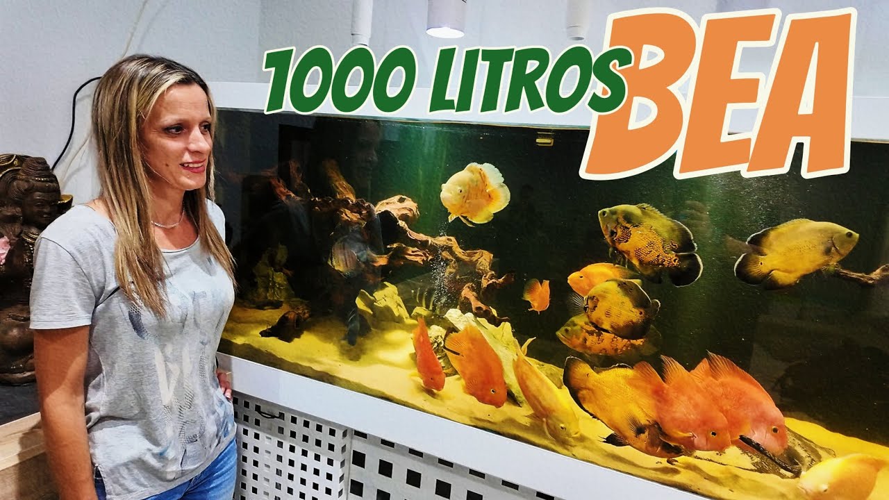 Acuario de 1000 litros agua dulce by Bea