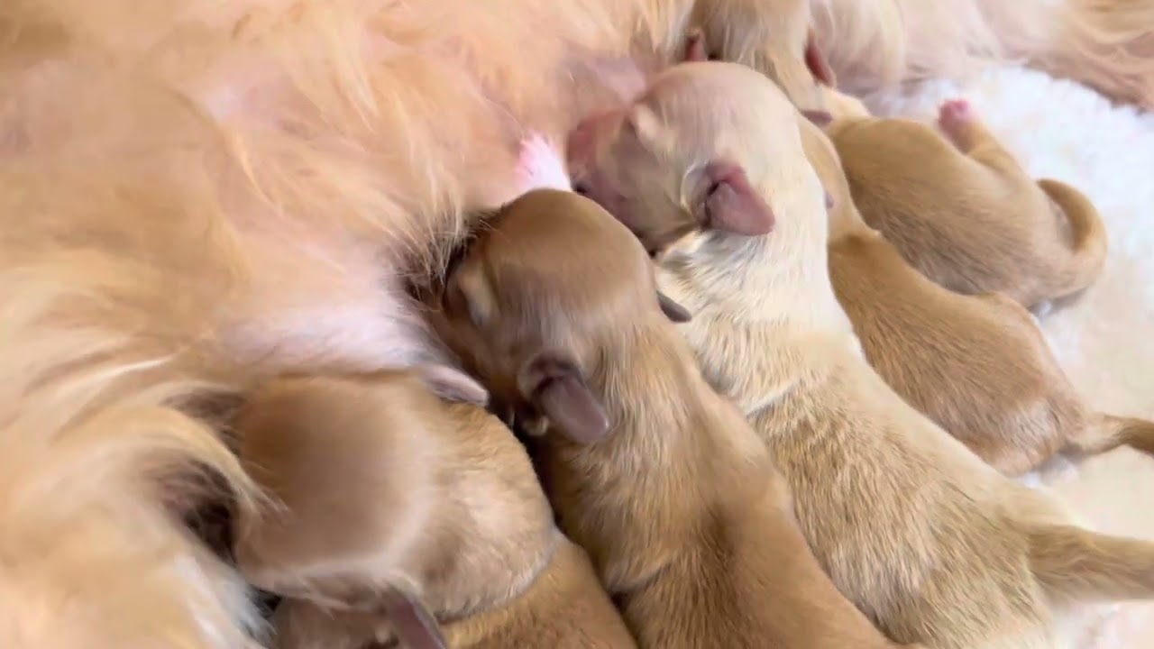 Chiots nouveaux nés allaitement