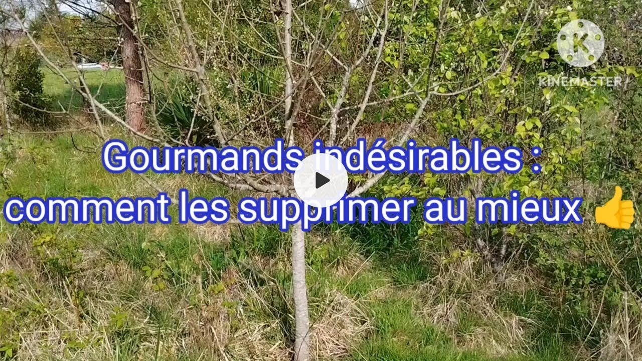 Gourmands : comment les supprimer au mieux 👍