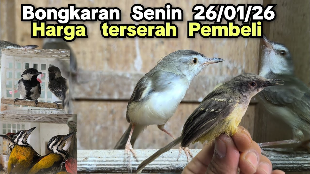 Harga Terserah Pembeli‼️ BONGKARAN SENIN 26/01/2026,,,‼️‼️