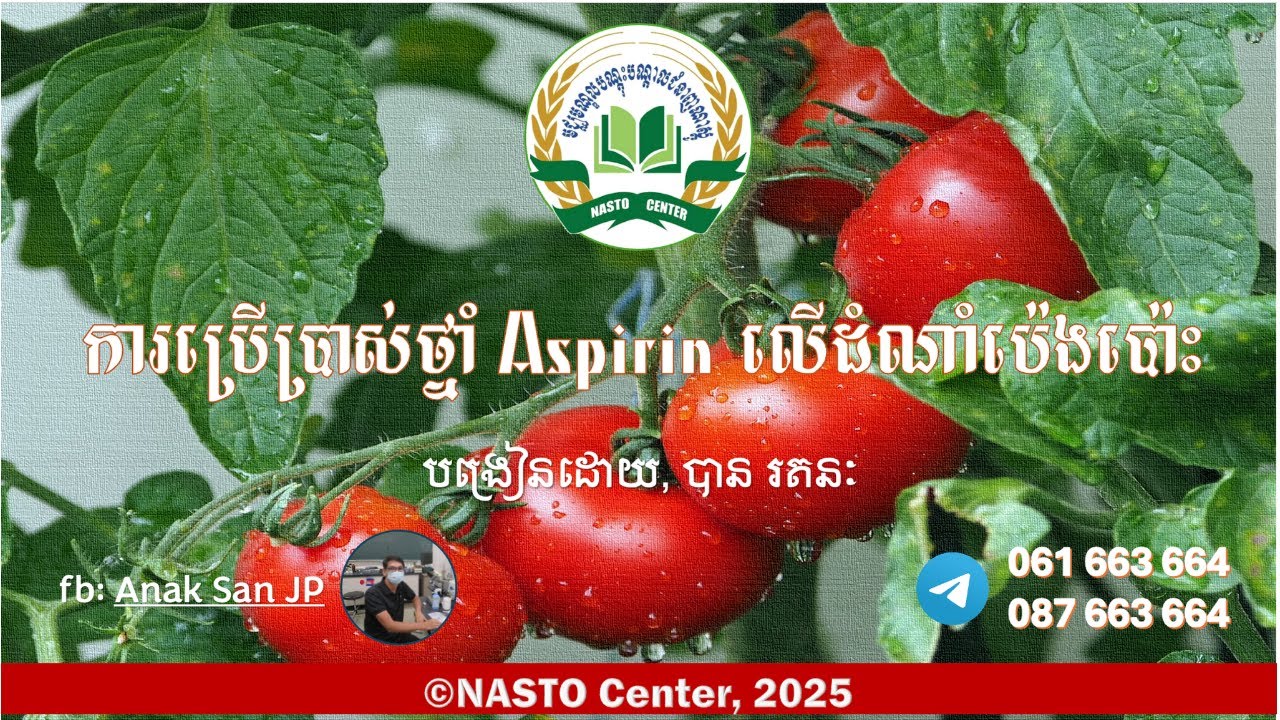 ការប្រើប្រាស់ថ្នាំ Aspirin លើដំណាំប៉េងប៉ោះ
