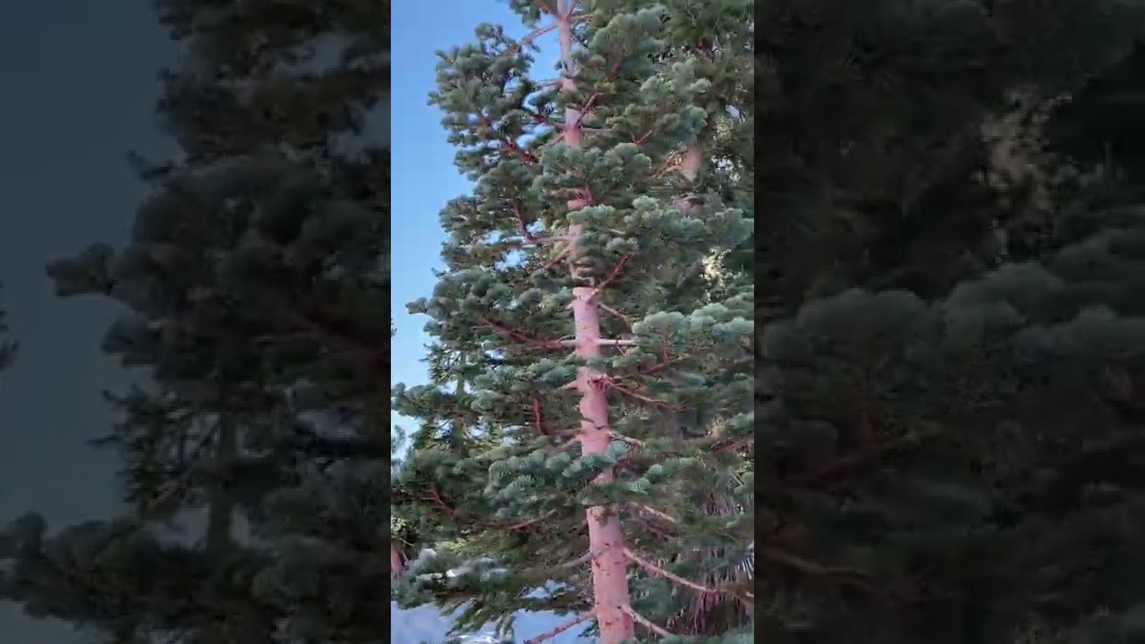 Lassen Volcanic National Park Post Dixie Fire!