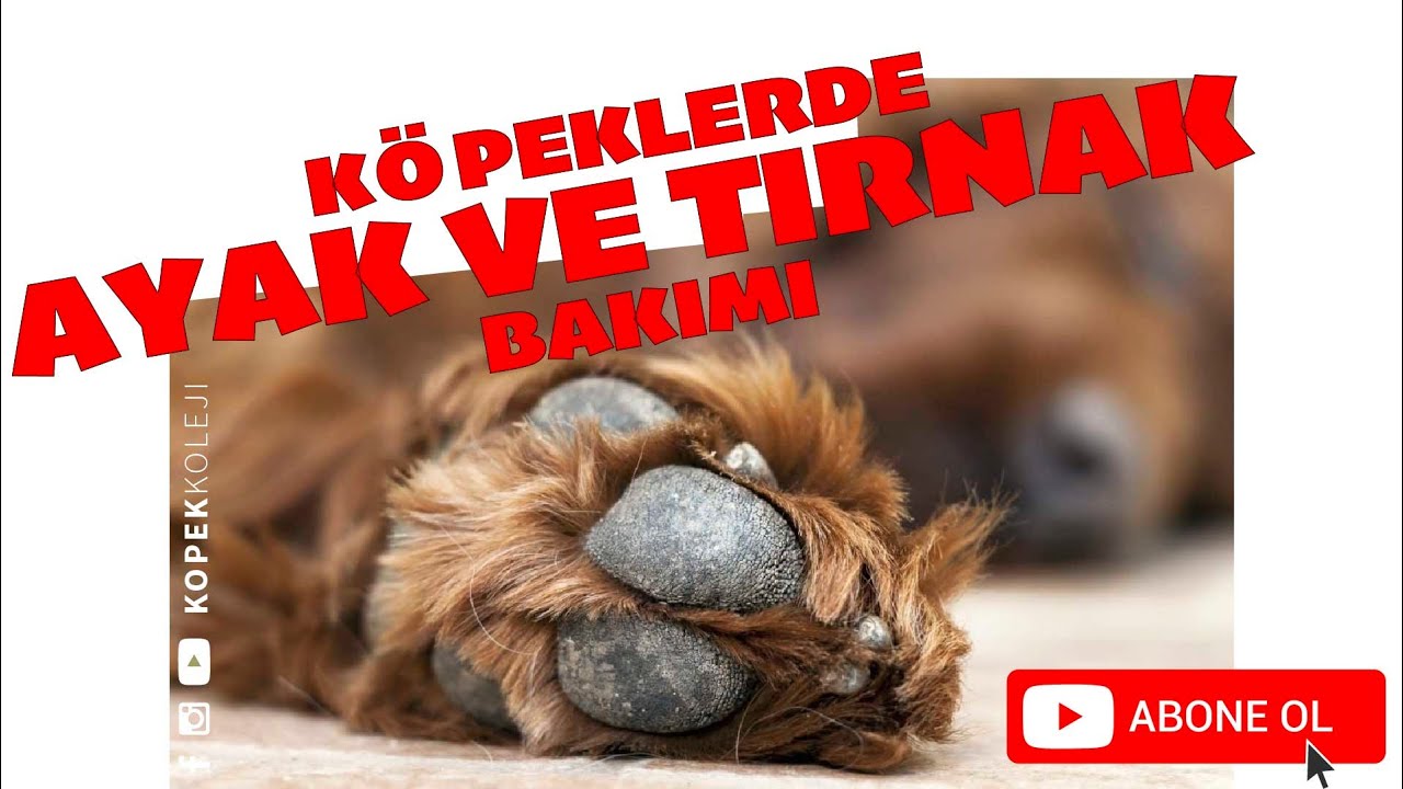 Köpeklerde Tırnak Kesimi Ve Ayak Bakımı