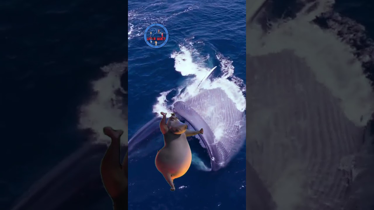¿Por qué la ballena azul es tan gigante? 🐋