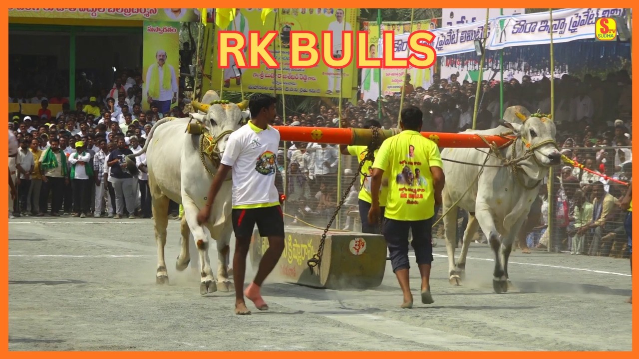 RK BULLS || నరసింహా - లయన్ || 2026 - మహానంది సీనియర్స్ ఎడ్లబలప్రదర్శన||