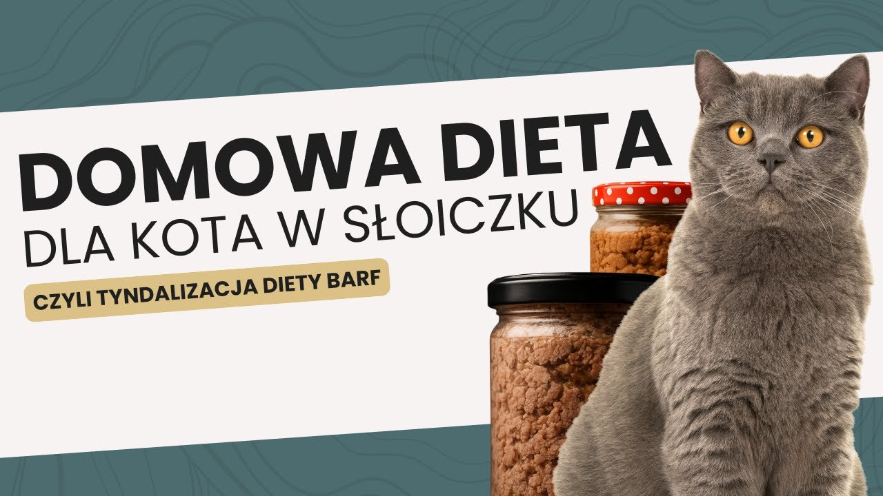 Domowa dieta dla KOTA w słoiczku - czyli tyndalizacja diety BARF