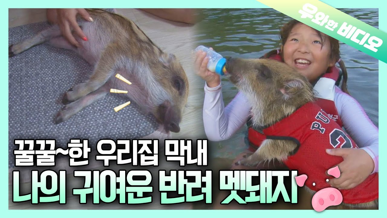 Мой кабан самый милый на свете