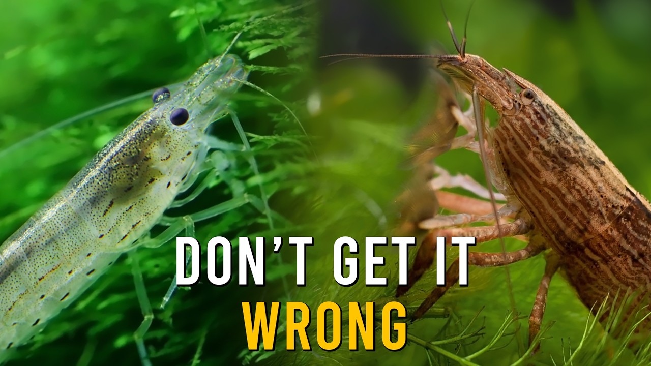 Amano Shrimp Versus Bamboo Shrimp - Which SHOULD You Get?