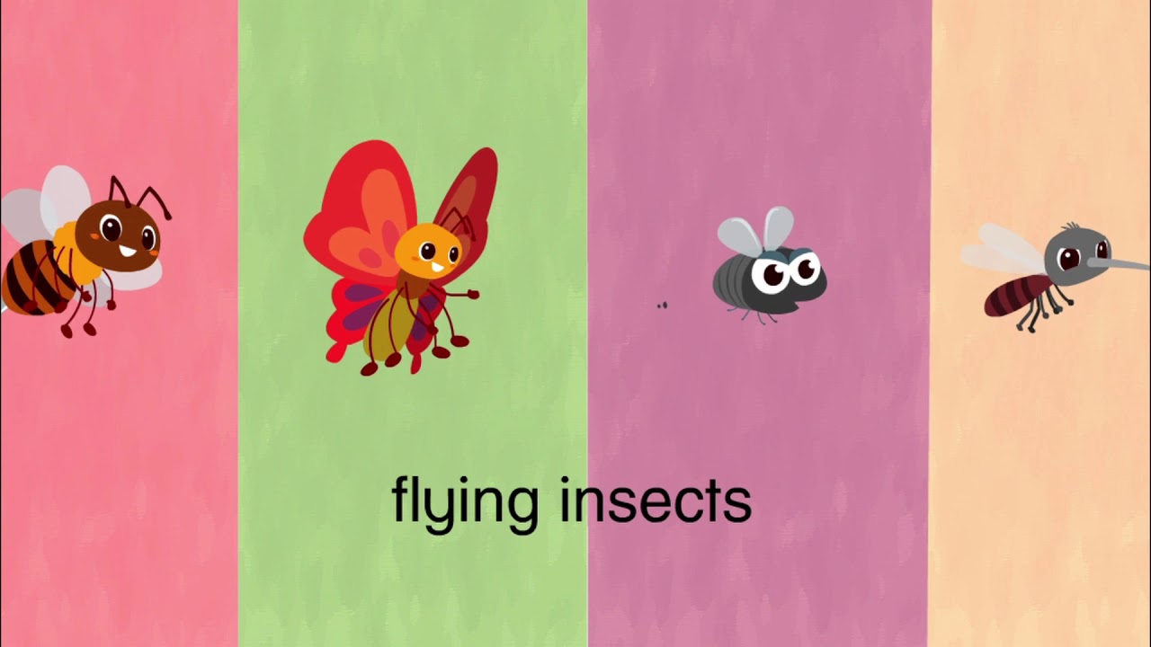 Science: Flying and non flying insects