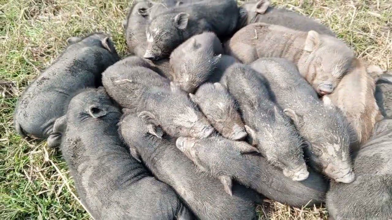 Animal life video. Green mud black pig. Animal life pets video 