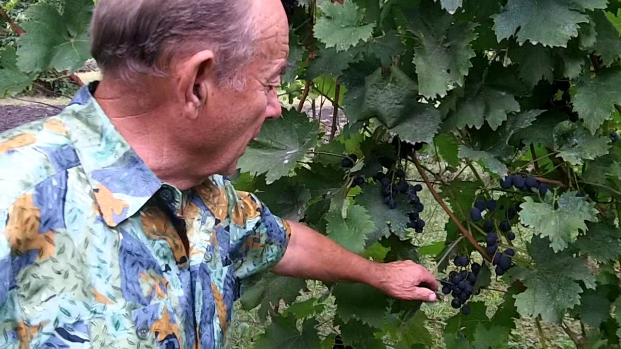 Секреты Вигоградарства Владимир Гончаренко Болезни