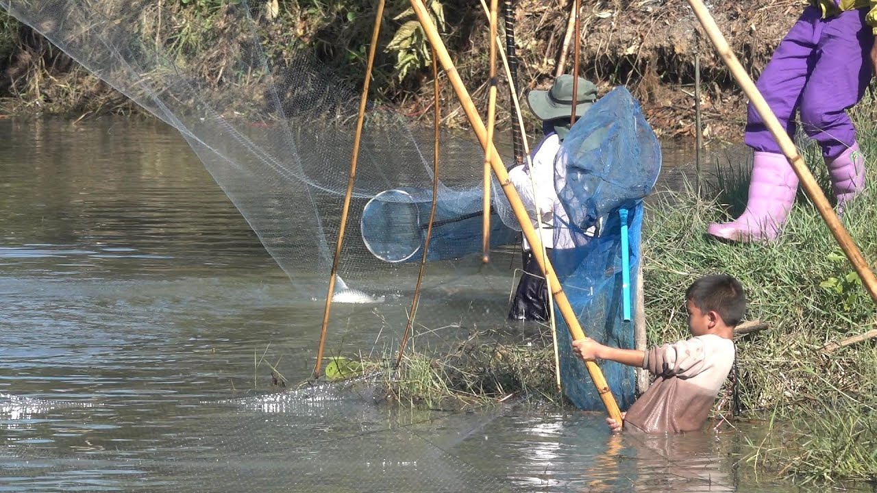 หนองนี้หมานอีกแล้ว ยกยอหว่านแหหนองกอบง บัตรราคา 300 บาท #ยกสะดุ้งหว่านแห #คลิปยกยอ  #คลิปหว่านแห