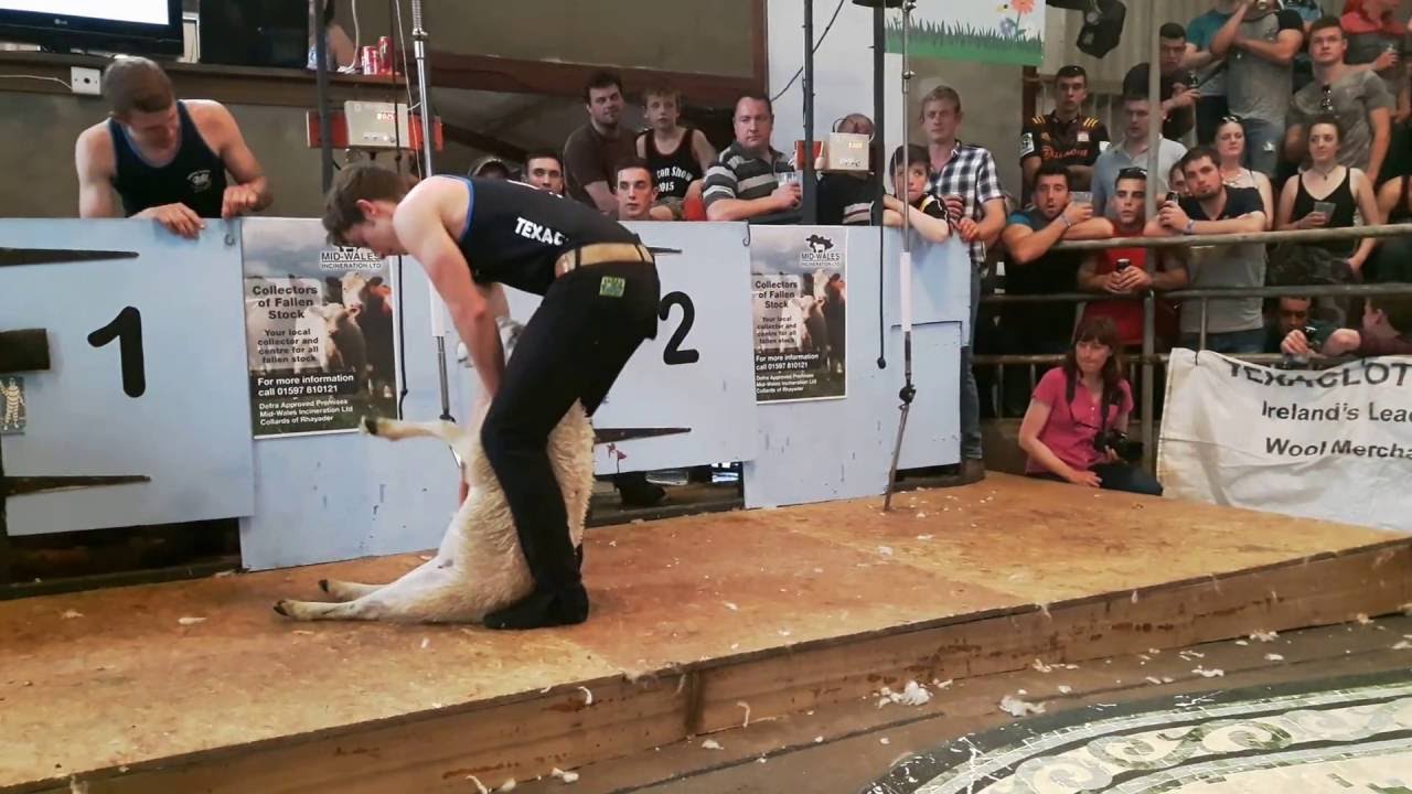 Ryan Addison shearing in the Junior Final of The Welsh International Speed Shear in 2016