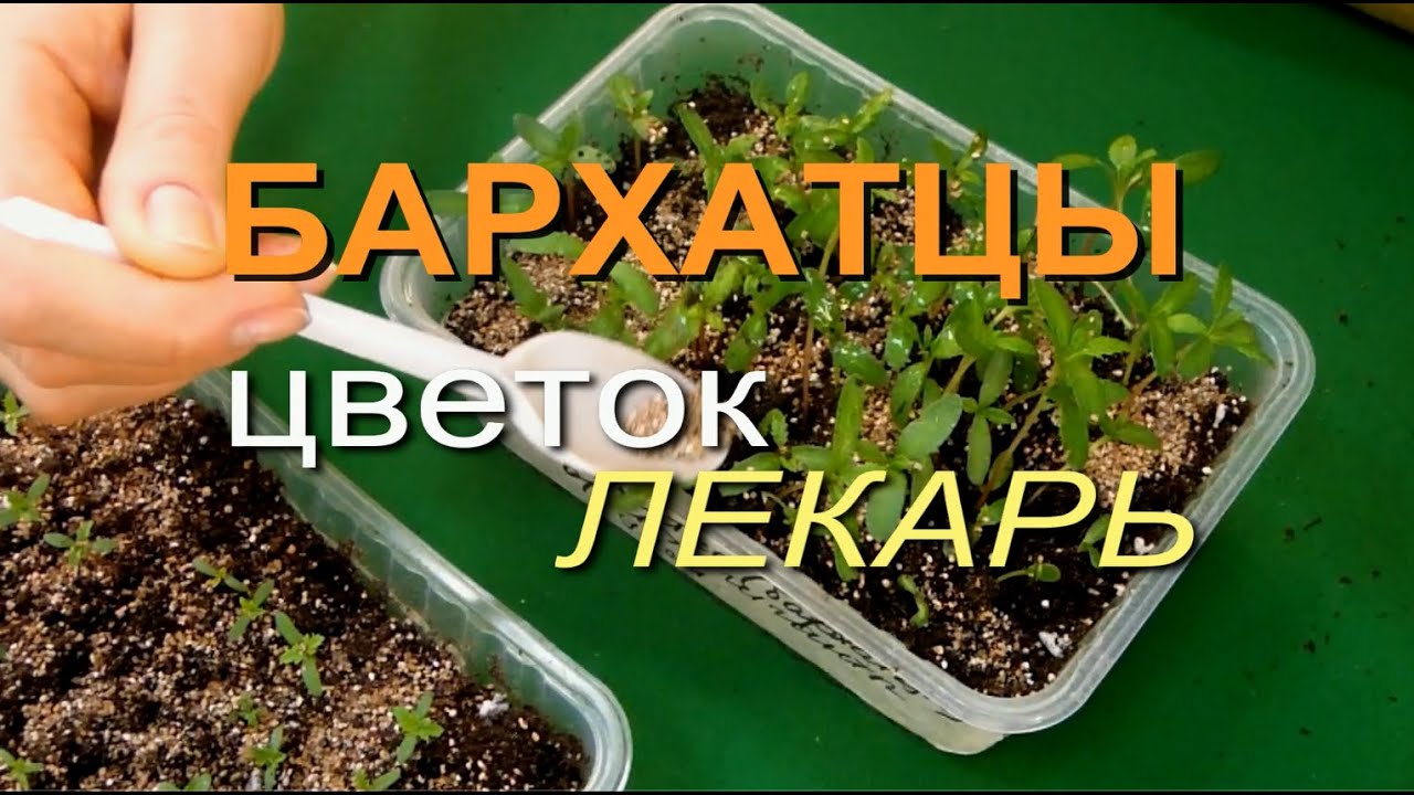БАРХАТЦЫ! От ПОСЕВА до ПЕРВЫХ всходов! Советы от ЗЕЛЕНОГО ОГОРОДА!