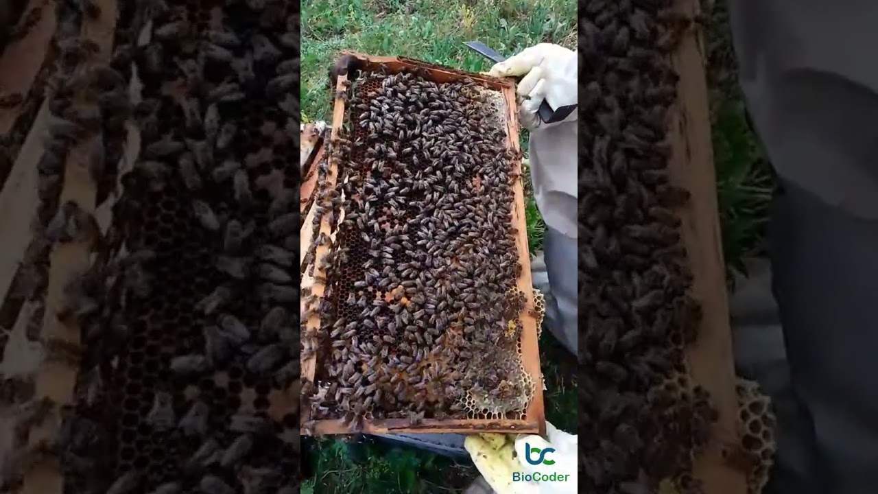 Kovan B&ouml;lme İşlemi Nedir ve Nasıl Yapılır.