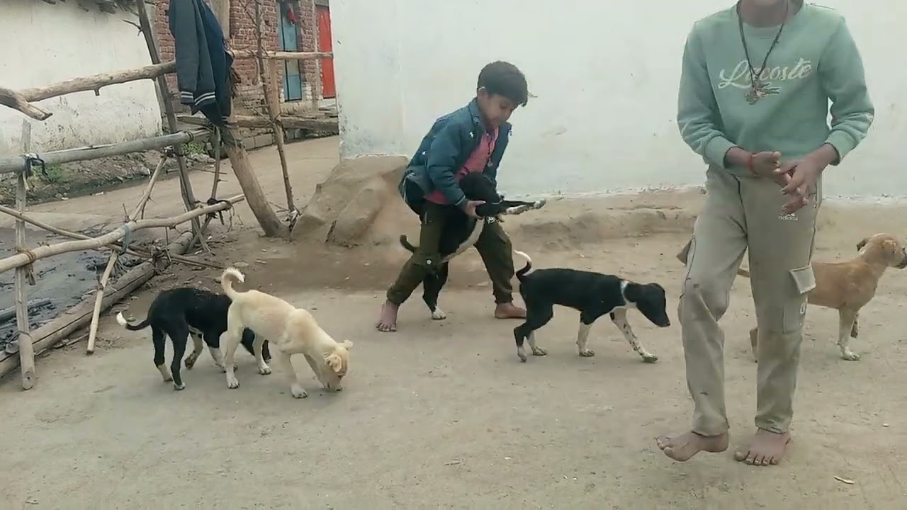 ग्राम बमोरी जिला सागर तहसील बंडा छोटे छोटे डॉग डॉग, स्क्वायड हैं 