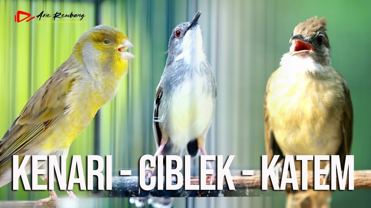 MASTERAN KOMBINASI KAPAS TEMBAK - CIBLEK KRISTAL - KENARI