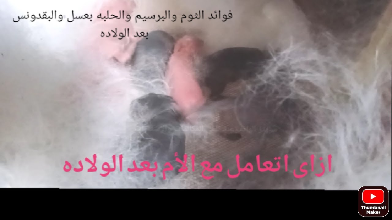 ازاى اتعامل مع الارنبه الام  قبل وبعد الولاده