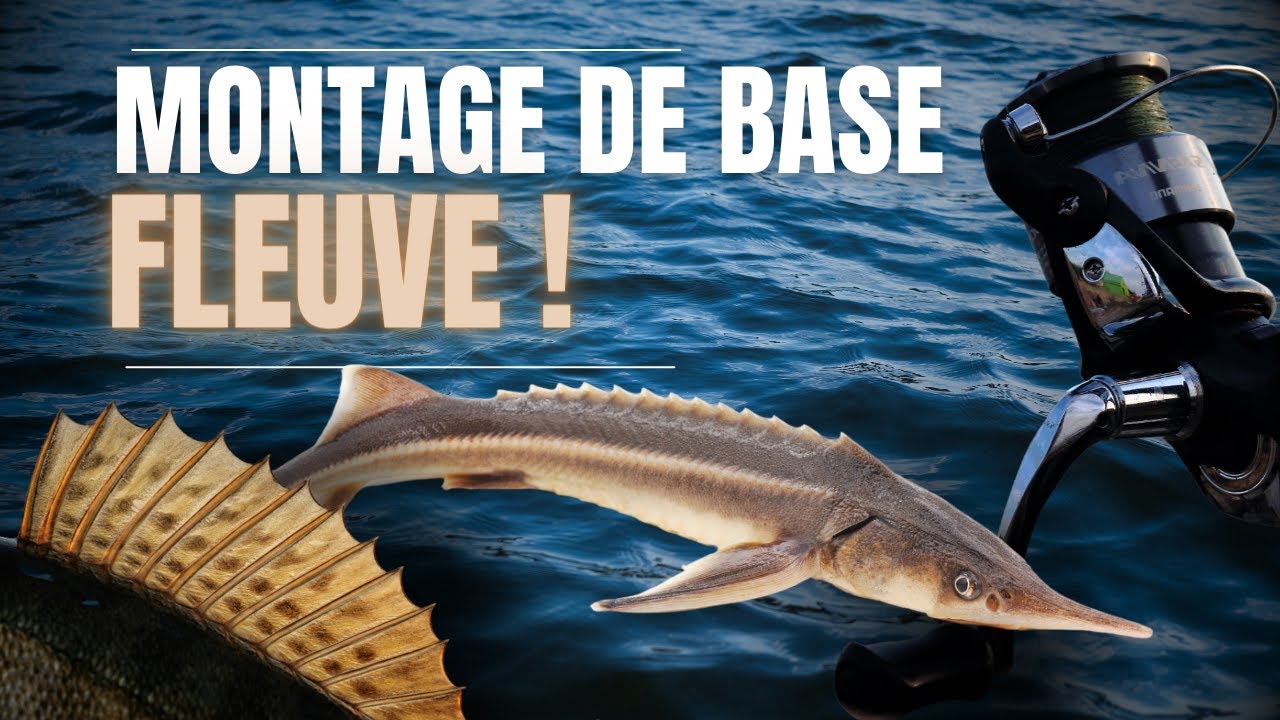 COMMENT s'équiper pour pêcher sur le FLEUVE | Montage DE BASE pour esturgeon, doré, bar rayé, etc.