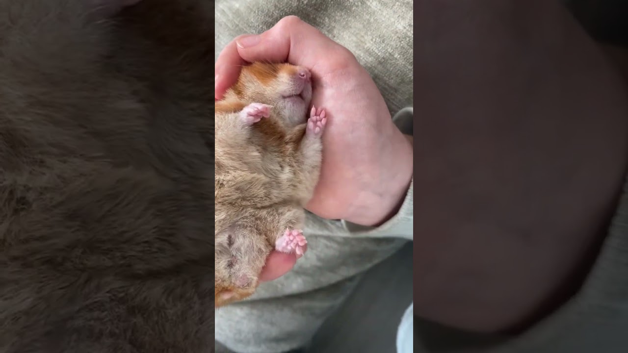 Hamster sleeping in hands! #hamstershorts #cutepet #cute #animal #pet #rosie #sleep