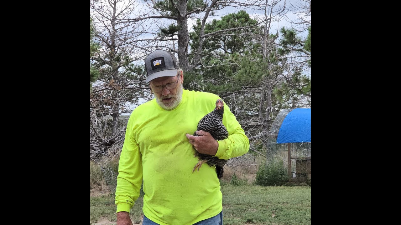 DIY Chicken Coop w Storage Shed Part  3