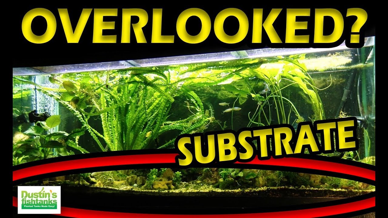 Planted Aquarium SUBSTRATE - The Most OVERLOOKED Part of Your Aquarium