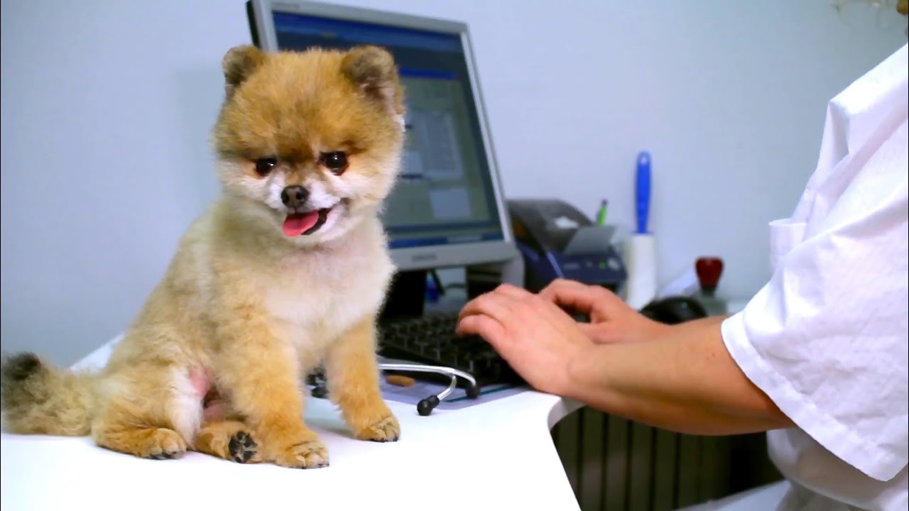 Boo The Dog, going to the vet!