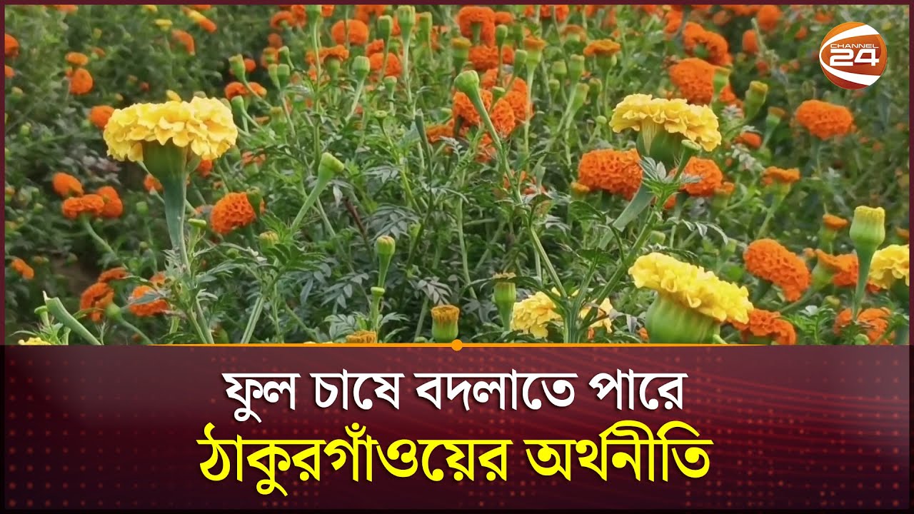 শেষ মুহূর্তে ব্যস্ত ঠাকুরগাঁওয়ের ফুলচাষিরা | Thakurgaon | Flower | Channel 24