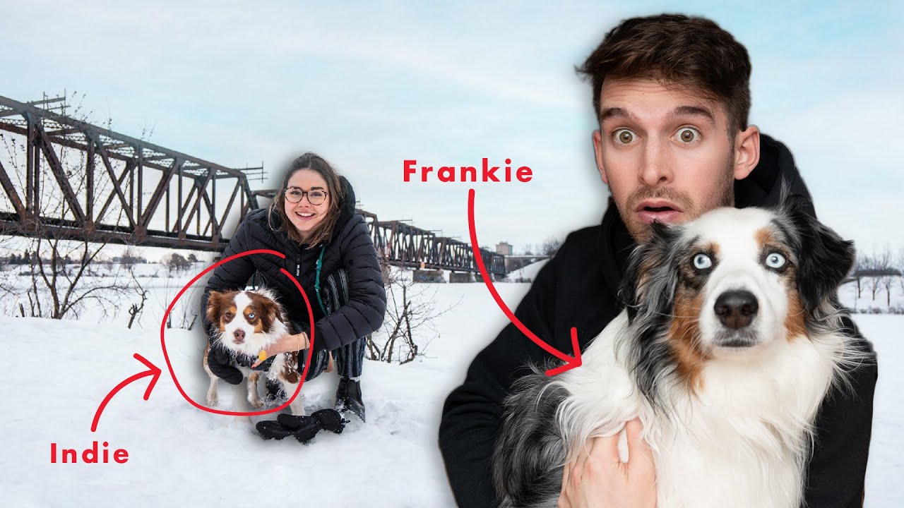 Why My 2 Mini Aussies Are So Different