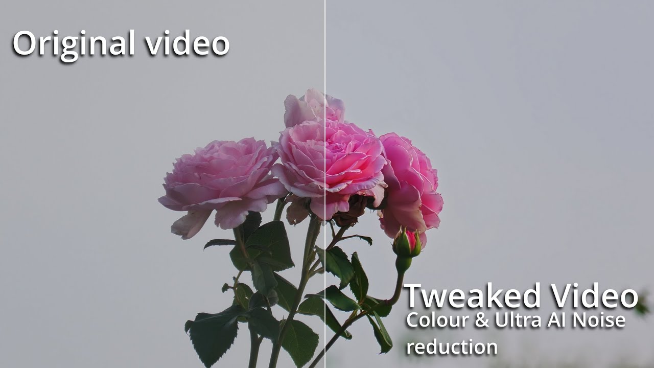 Panasonic HC-X1500 Test Footage -Roses- Davinci Resolve 20 Colour and AI Ultra Noise removal test