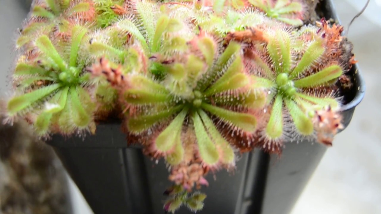 Drosera spatulata var. 
